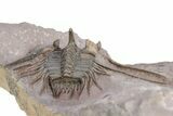 Kettneraspis Trilobite With Long Occipital - Lghaft, Morocco #254099-4